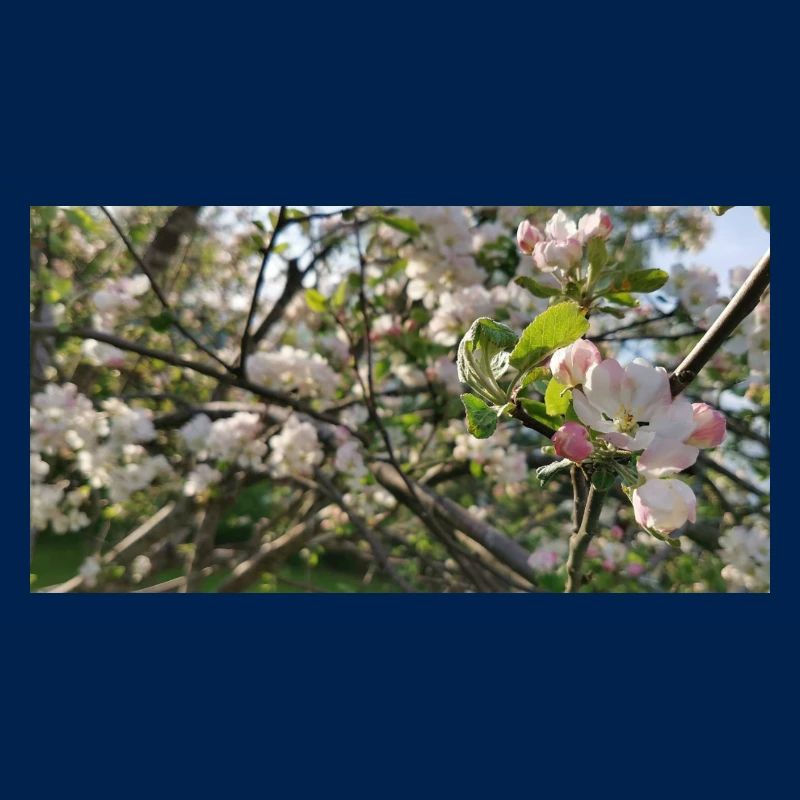 Branches de cerisier en fleurs Printemps