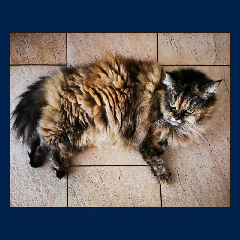 Kitty Cat