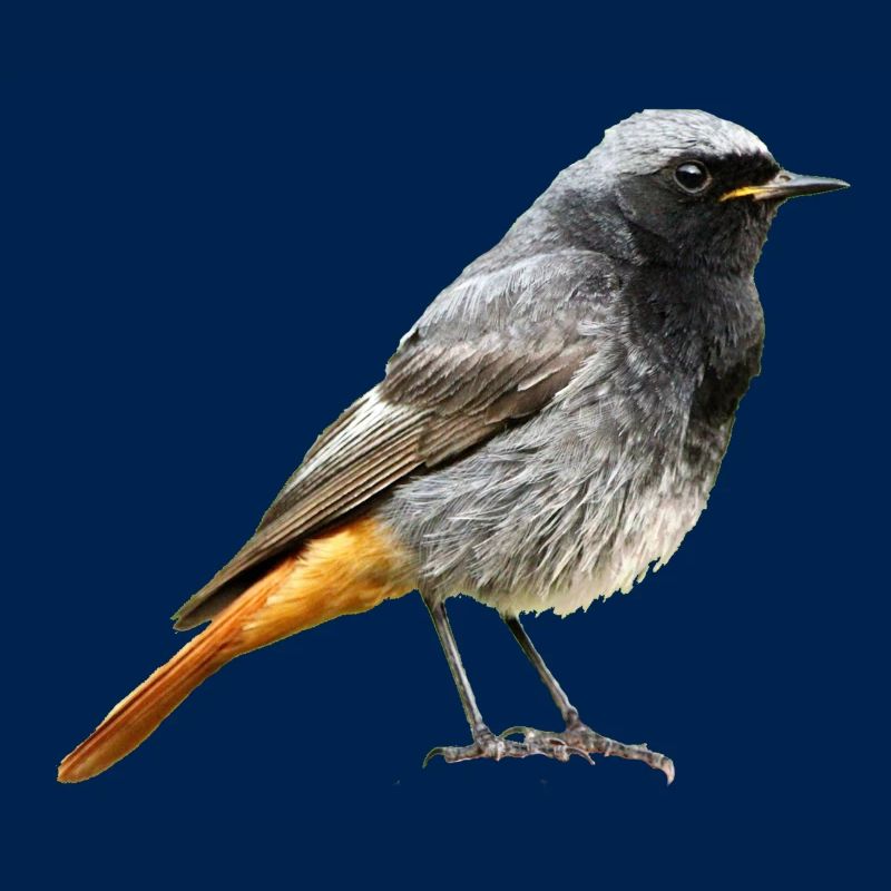 Rotschwanz Robin