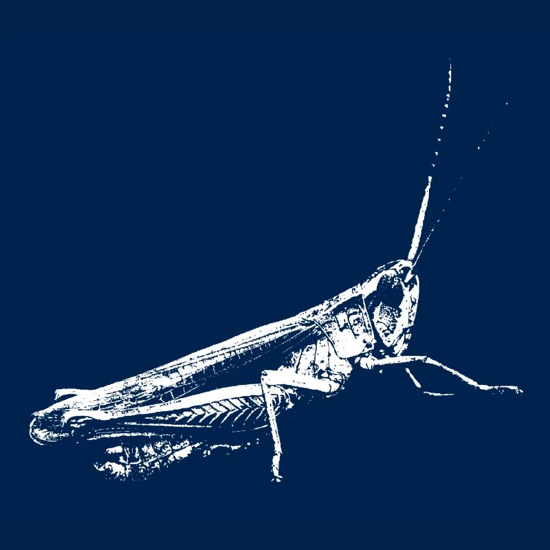Grasshopper white / Grasshopper white / insects