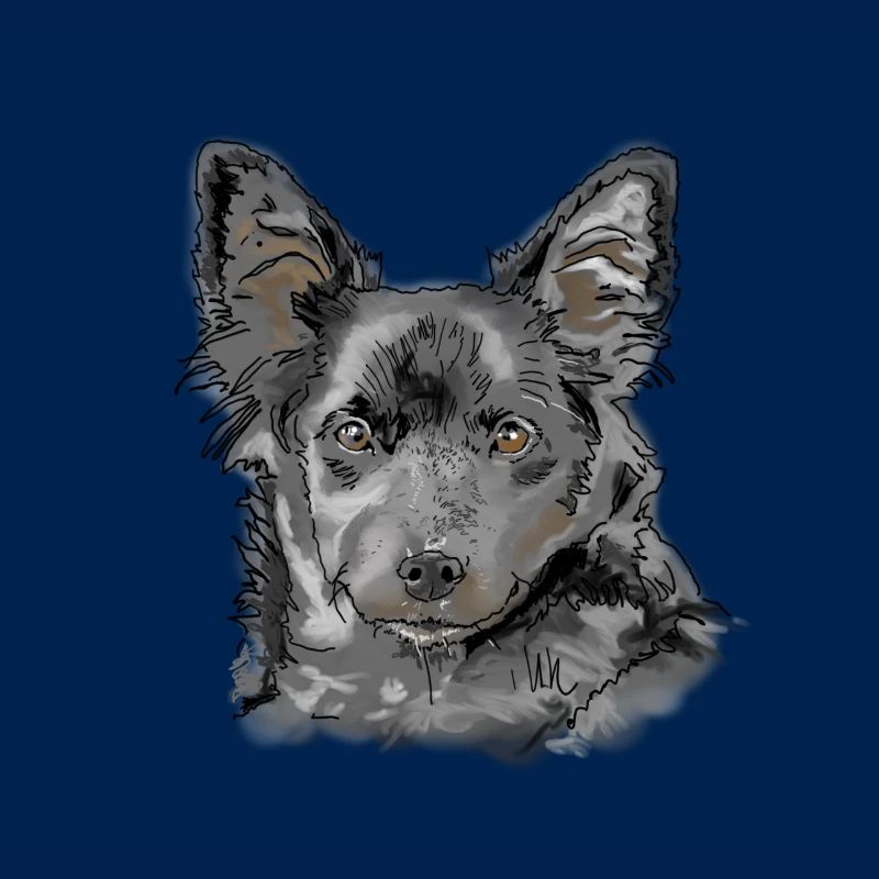 Australian Shepherd
