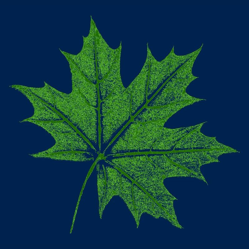 Érable feuillu / Feuille d’érable