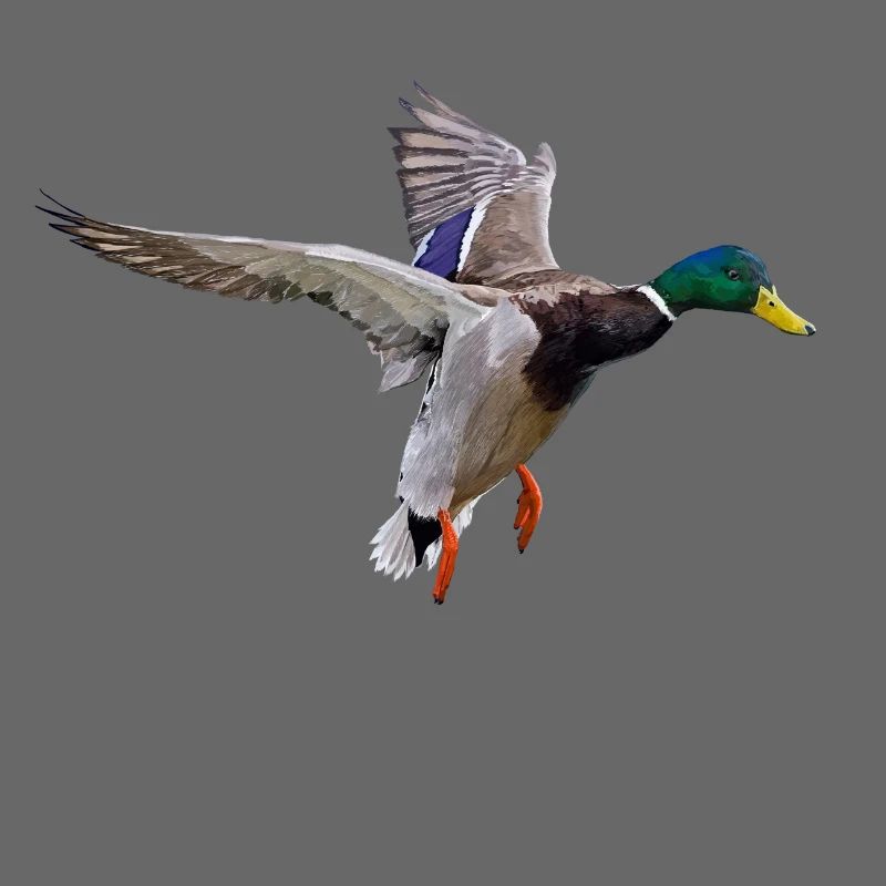 Duck