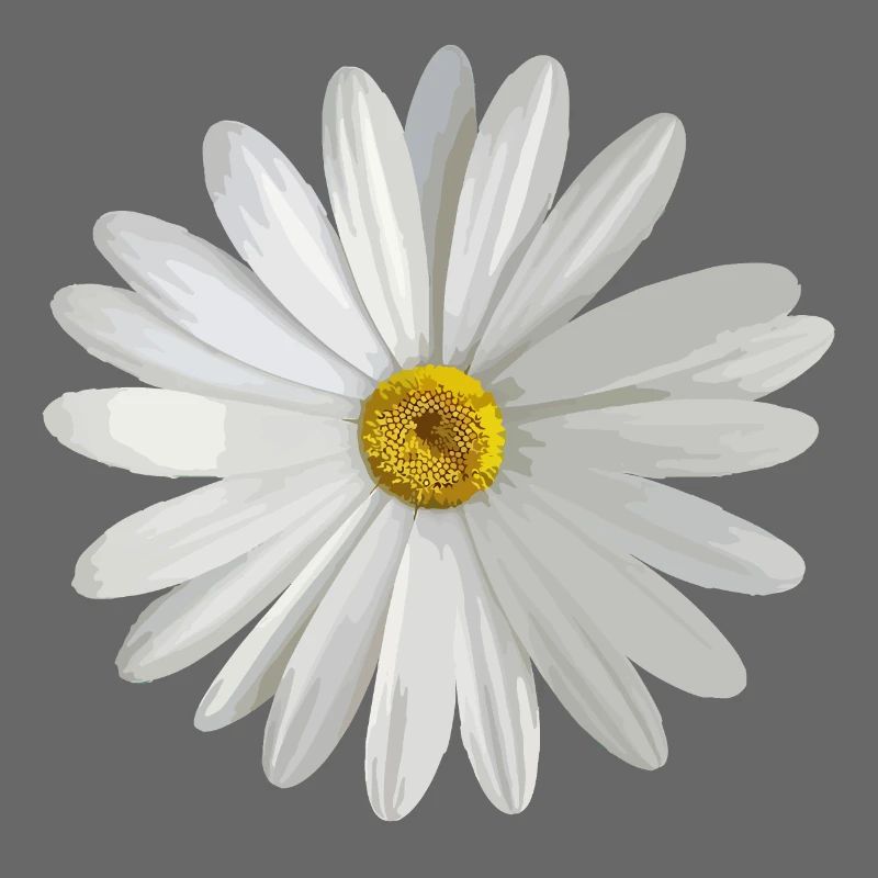 Gänseblümchen
