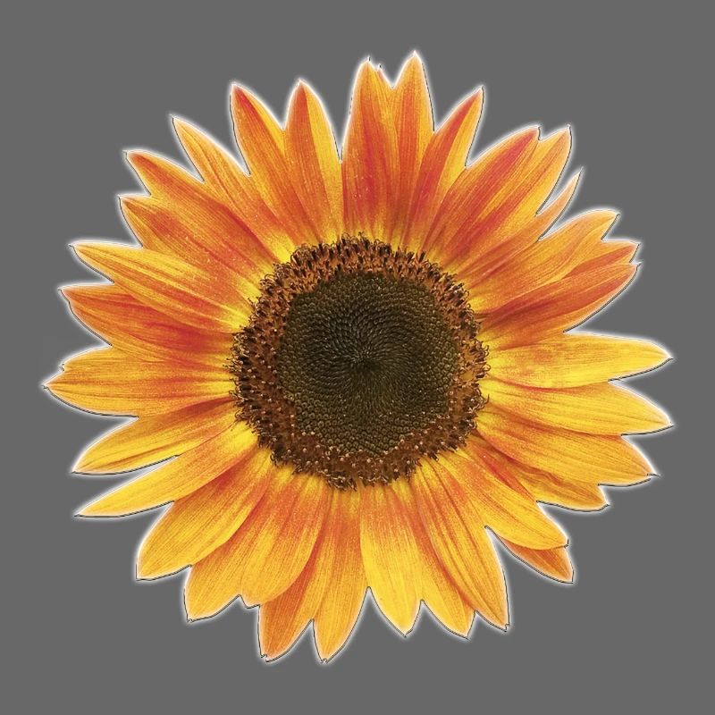 Sonnenblume