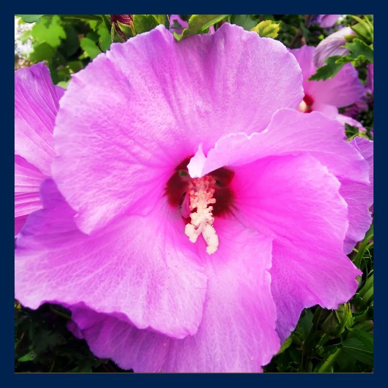 Fleur de mauve