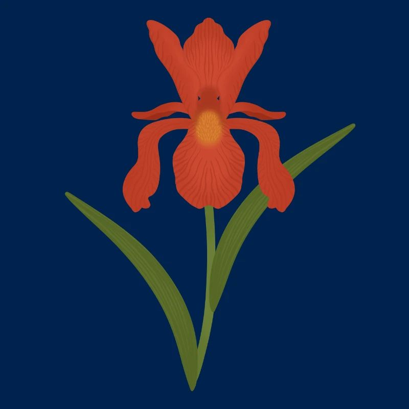 Iris Botanical Illustration