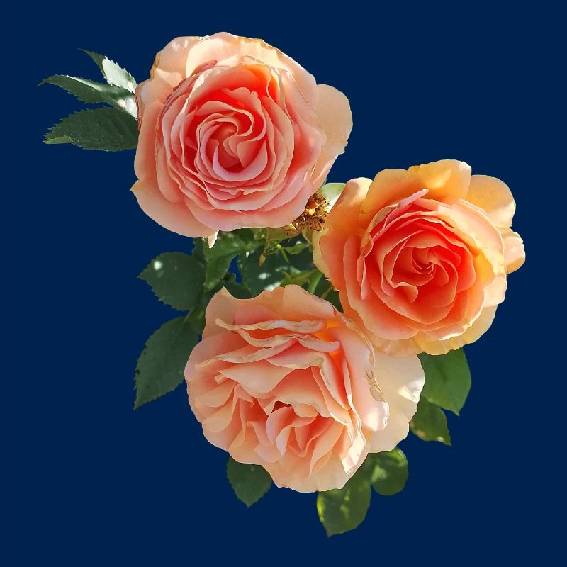 Peach Rose Bouquet