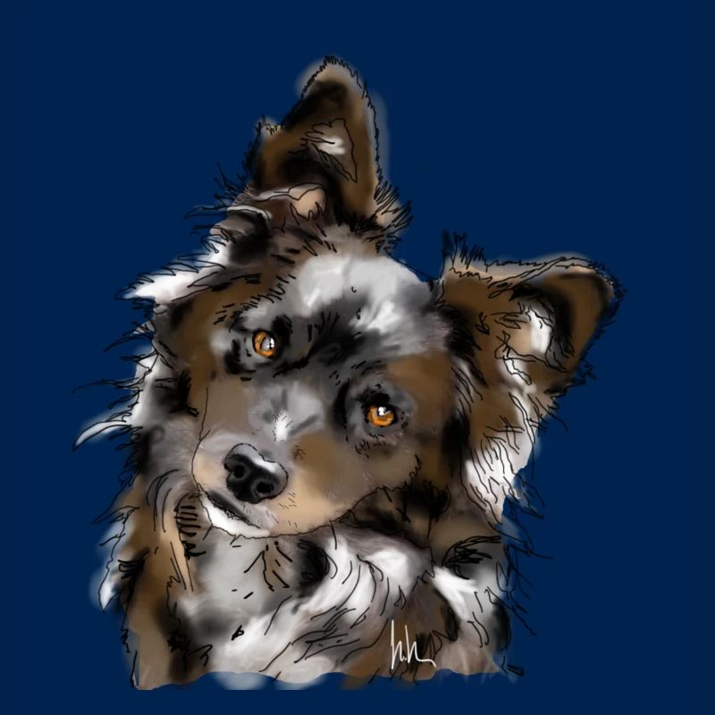 Australian Shepherd