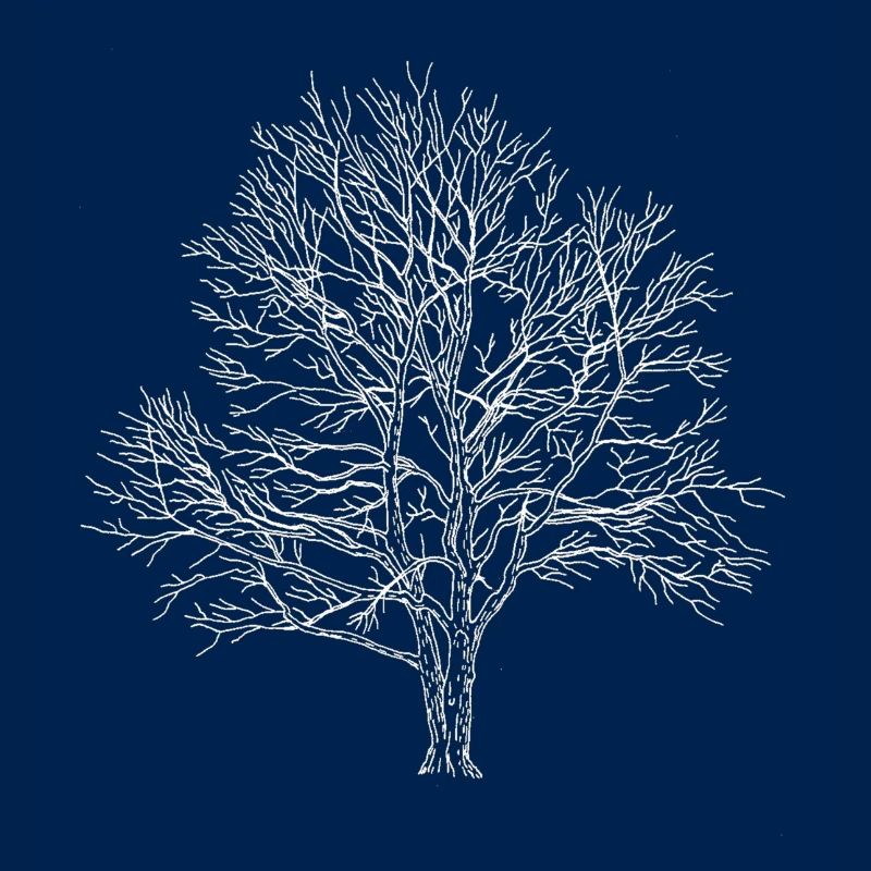 Weißer Baum Silhouette Eiche Wald Natur 