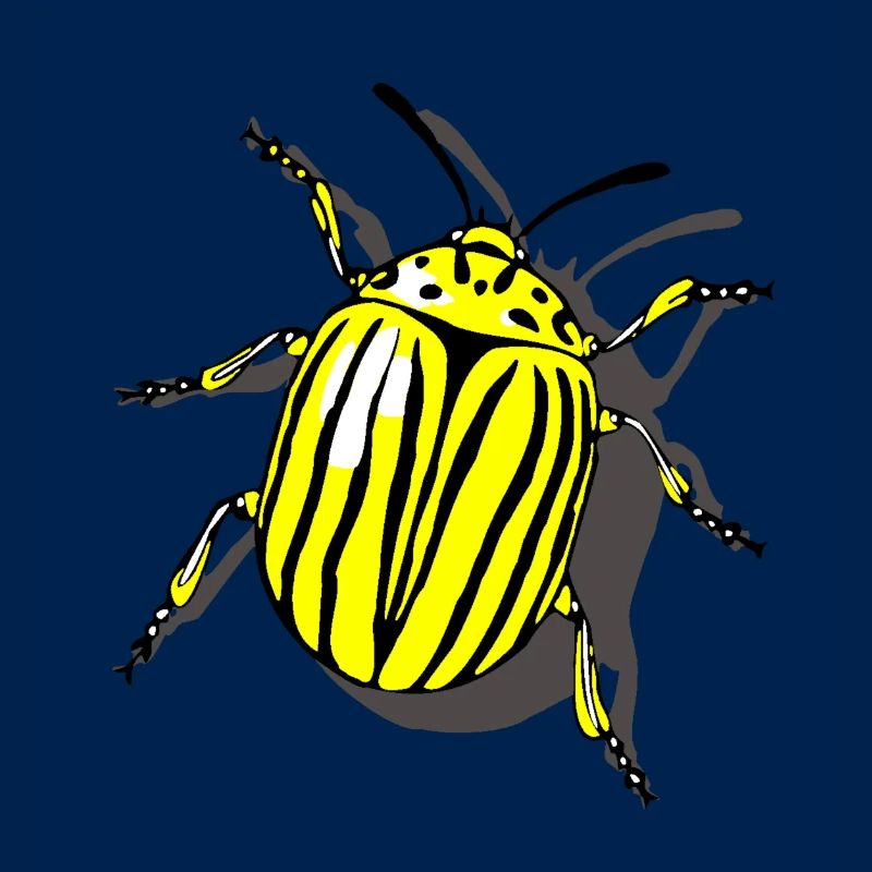 Potato beetle