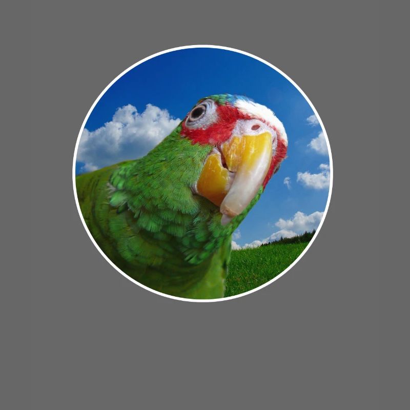 White-fronted Amazon