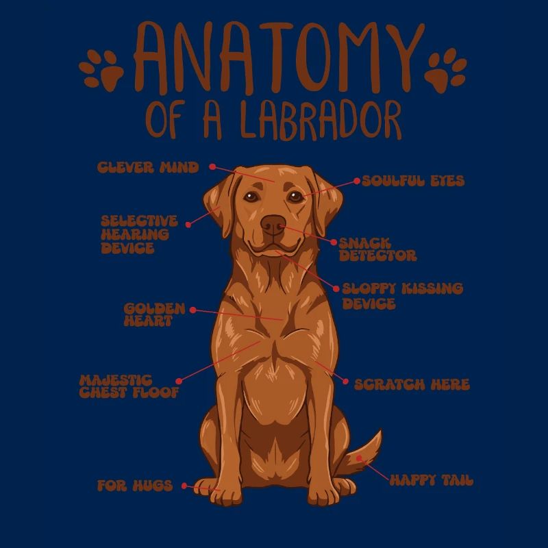 Anatomie d’un Labrador roux renard