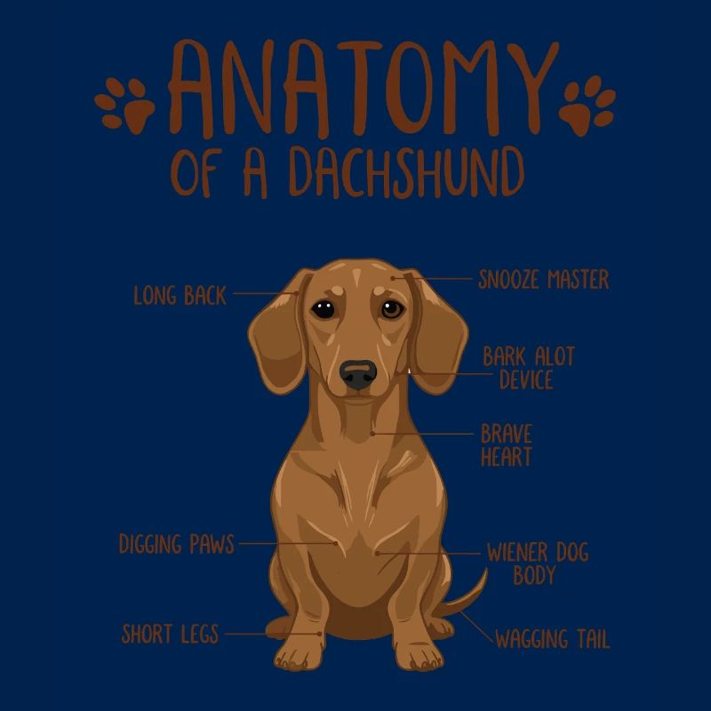 Anatomie d’un teckel