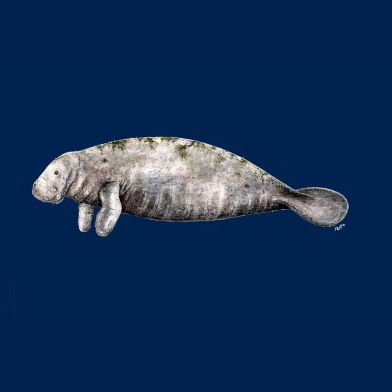 Manati - Manatee - Lamantin