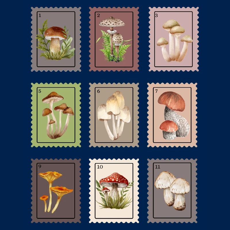 Conception des champignons