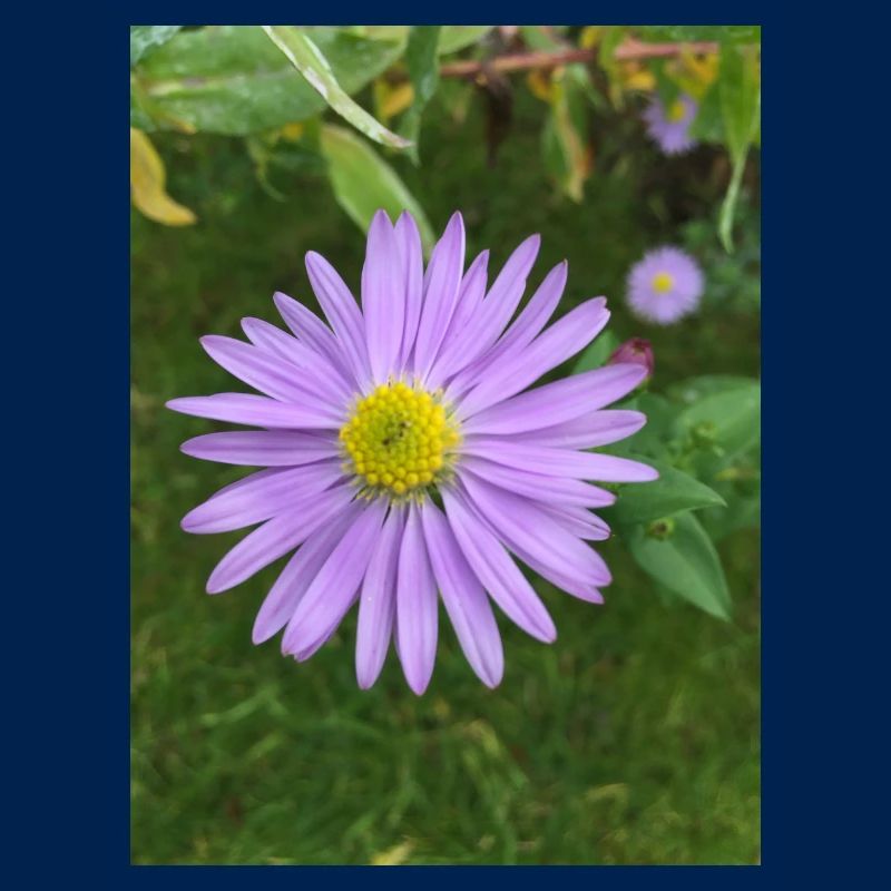 Lila Blüte