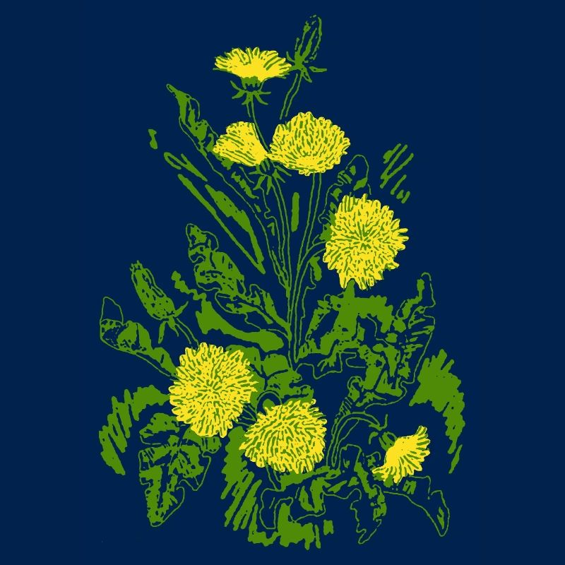 DANDELIONS