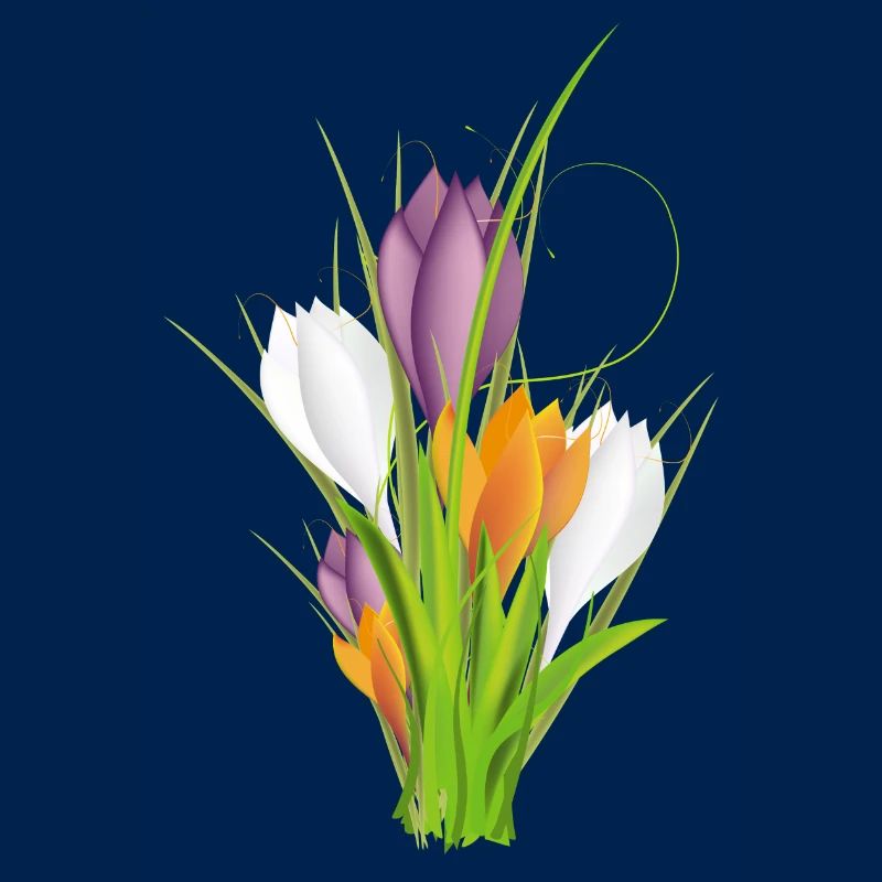 delicate brightly lit crocuses in spring