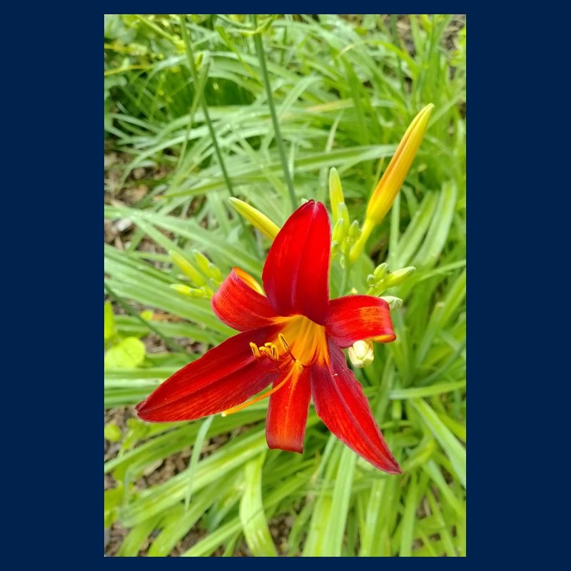 LYS DE FEU