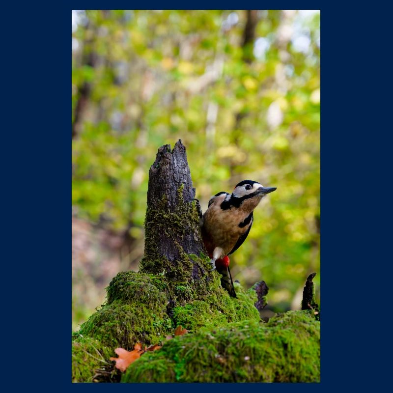 Waldspecht auf moosigem Baumstumpf