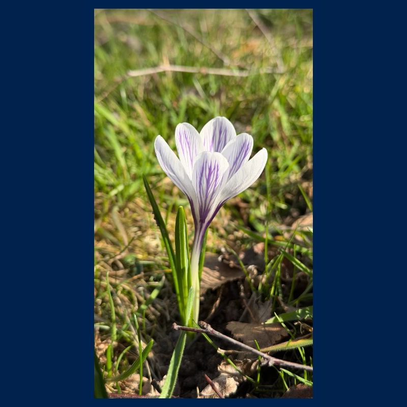 crocus