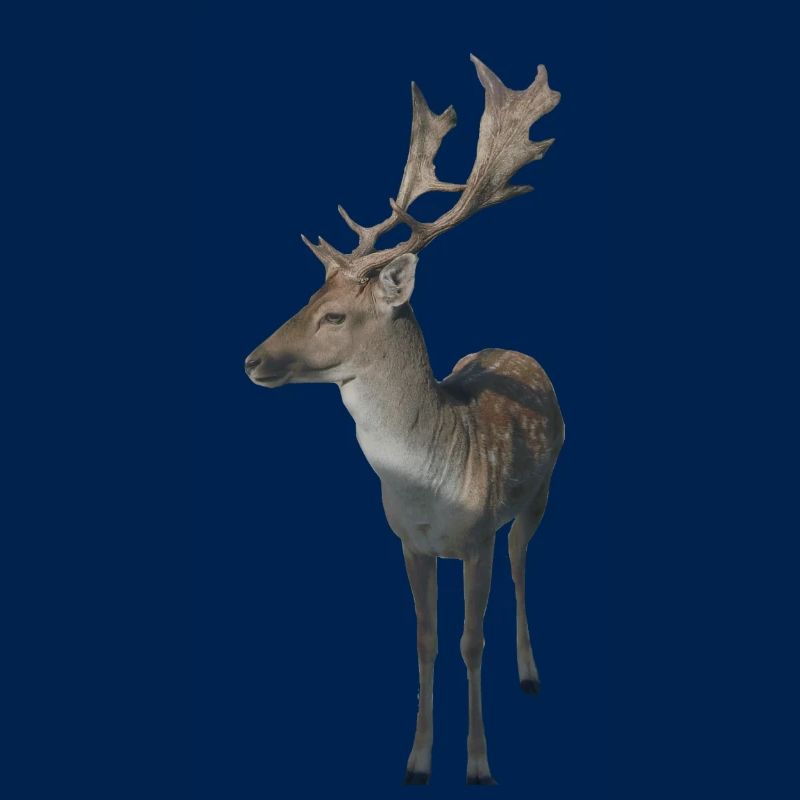 Hirsch