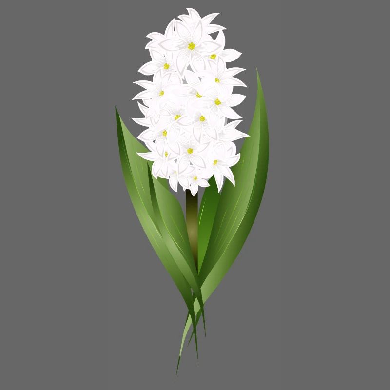 Jacinthe blanche – délicatesse sous forme de fleur