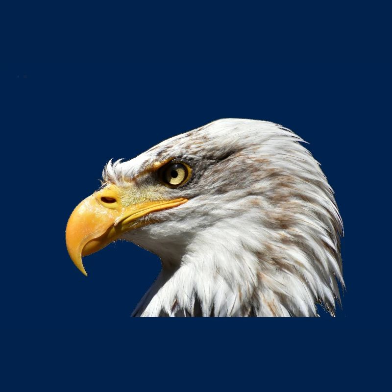 Majestic sea eagle