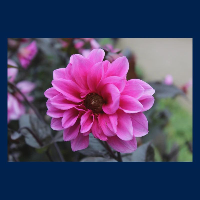 Dahlia rose rose fleur, fleur
