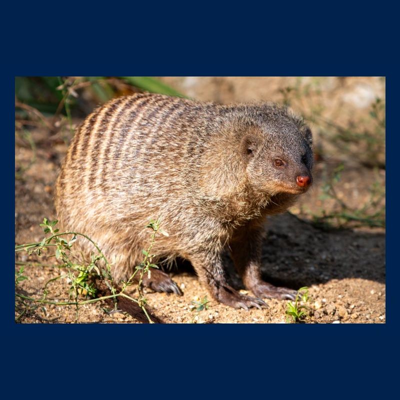 Gebänderte Manguste oder Zebramanguste Zebramanguste