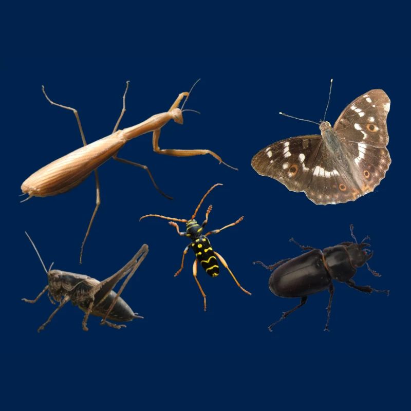 Insectes