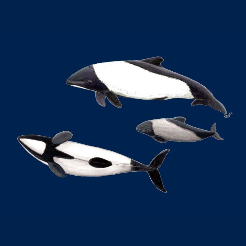 Commerson Delfin - dauphin de Commerson - Tonina