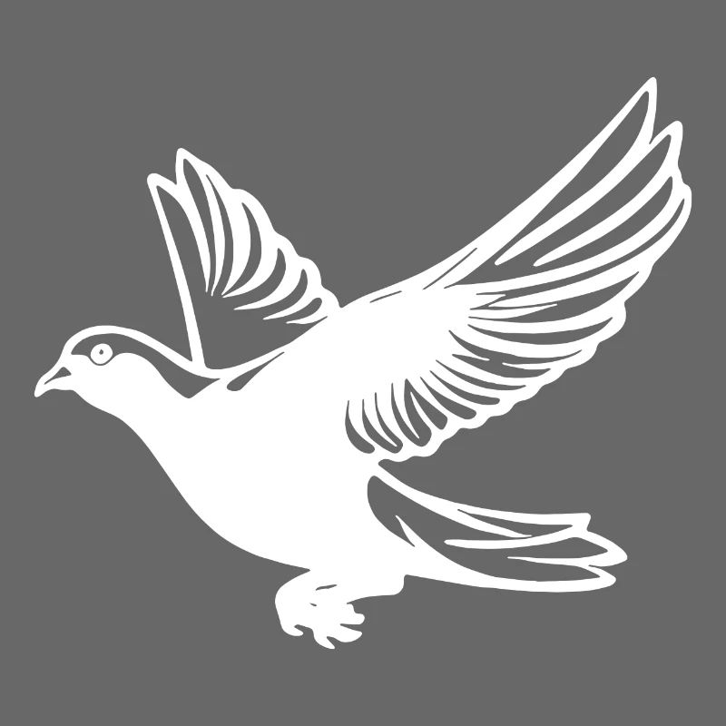 Pigeon in flight with wings