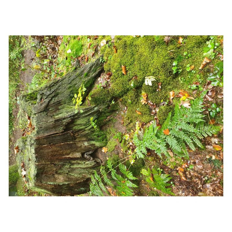 Forêt d’automne
