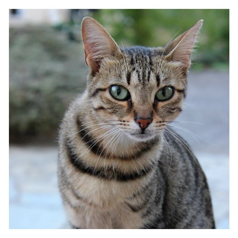 Chat chaton affiche chat carré affiche