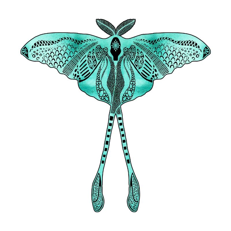 Papillon de lune chinois - Luna Moon Moth