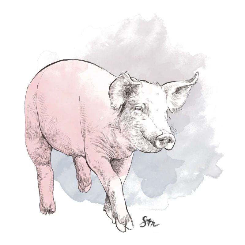 Cochon mignon devant une masse colorée