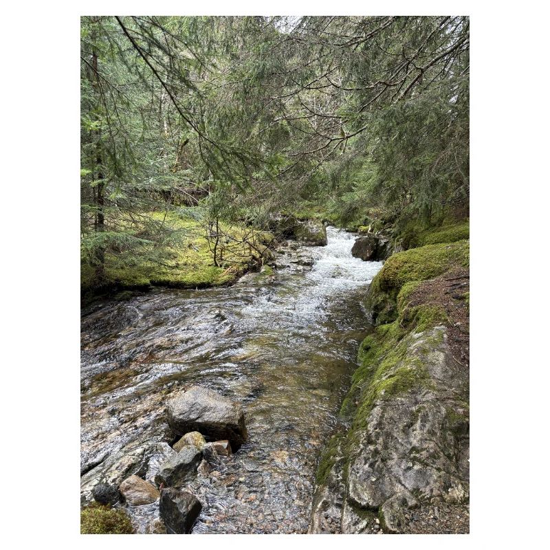 Nature morte dans la forêt avec rivière