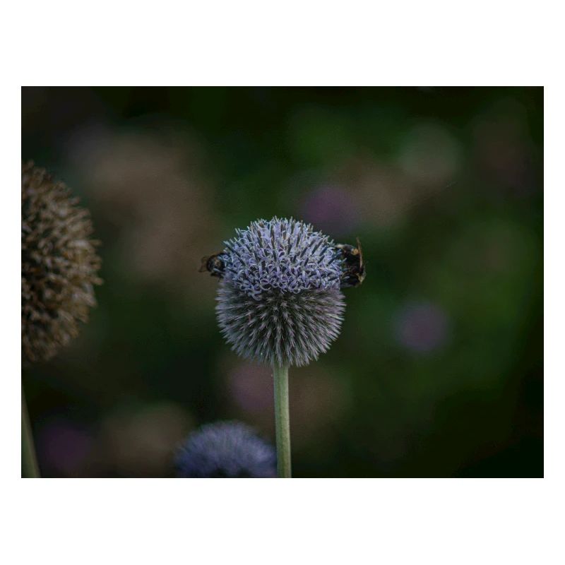 Bees on Purple Globe Thistle