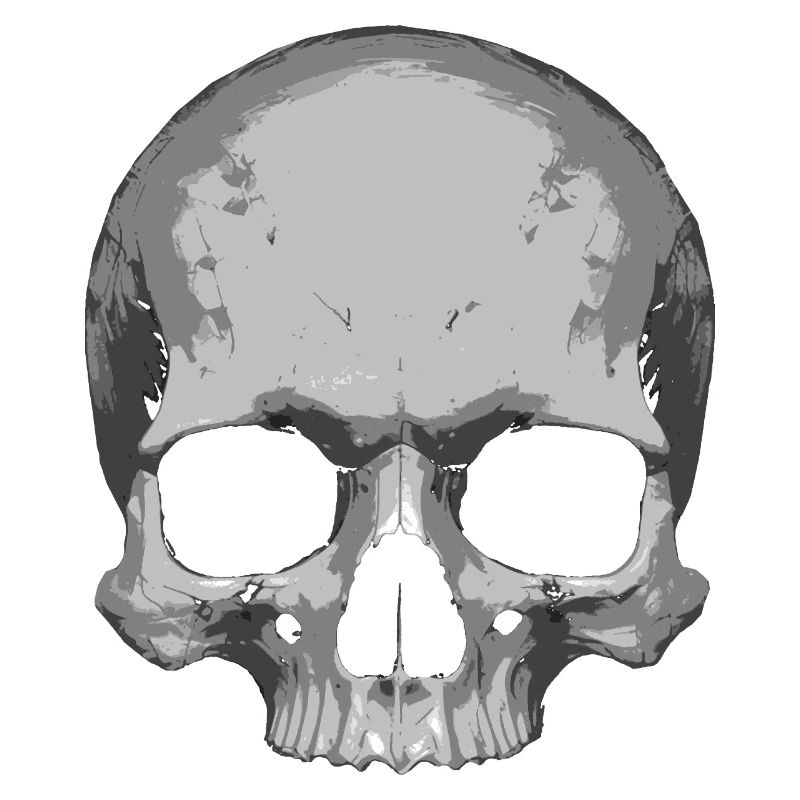 Skull Illustration