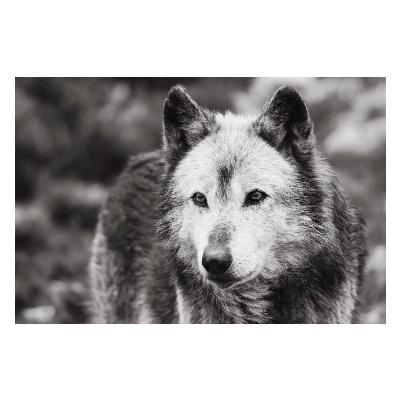 Lone Wolf Black and White