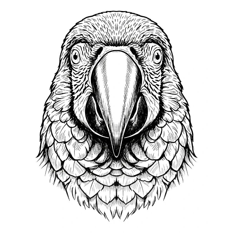 Macaw Parrot