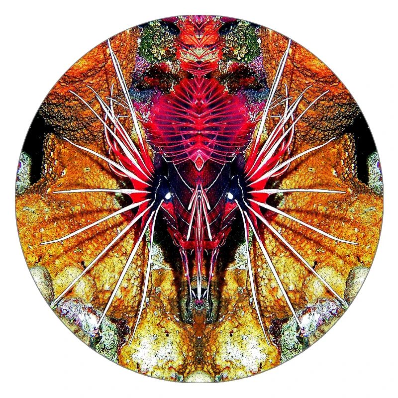 Créatures marines de la nature