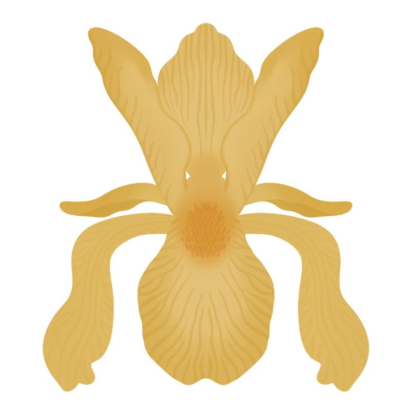 Floraison d’Iris doré