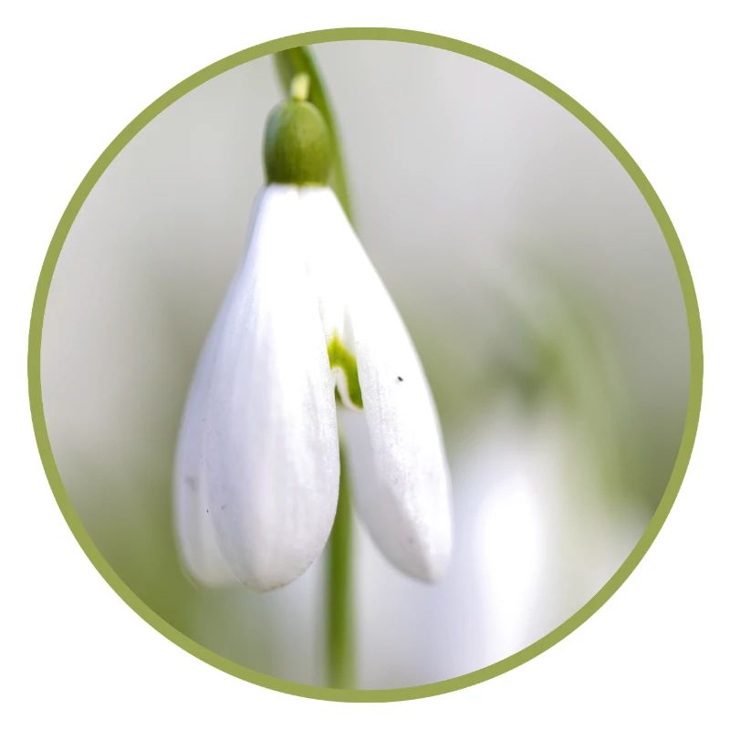 Perce-neige fleur blanche Fleur blanche Éclosion précoce