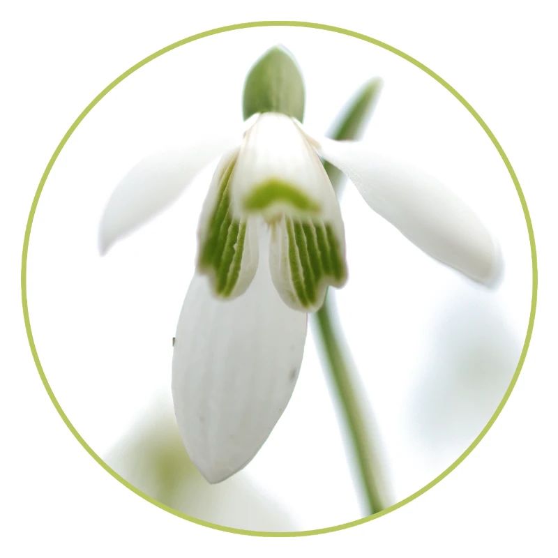 Snowdrop Blossom White Blossom Spring