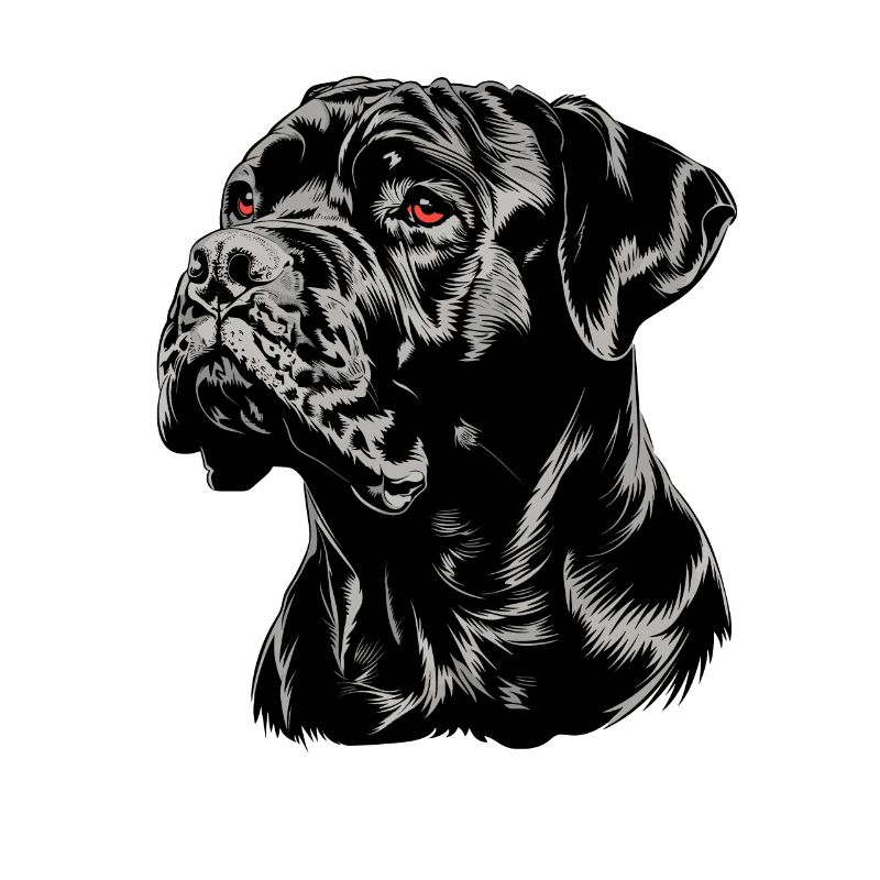 Cane Corso für einen Cane Corso Besitzer