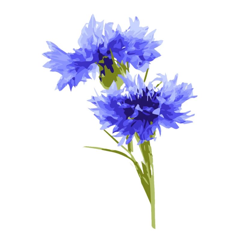 bleuet