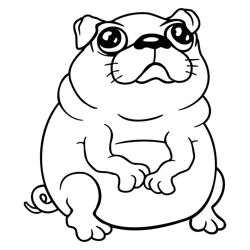 Mops Hund Sitzt Klein Betteln Dick Guckt Traurig